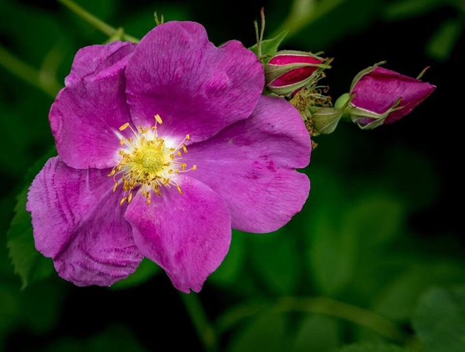 A wild rose - a gift from the natural world to nourish us and teach us!  Learn more in my upcoming workshop series - 